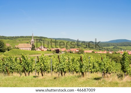 Blienschwiller (Bas-Rhin, Alsace, France) - Village and vineyards in a summer morning