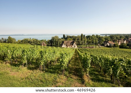 Neuchatel lake (Switzerland) - Landscape with vineyards and houses
