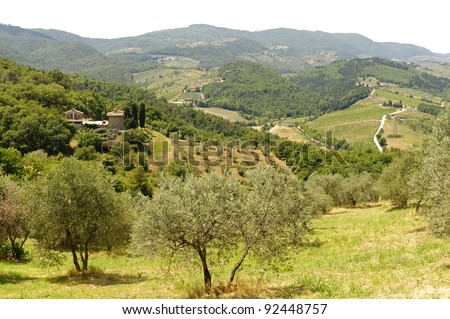 Hills in Tuscany near Artimino (Firenze, Italy) with olive trees at summer