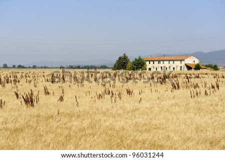 Country landscape in Maremma (Grosseto, Tuscany, Italy) at summer