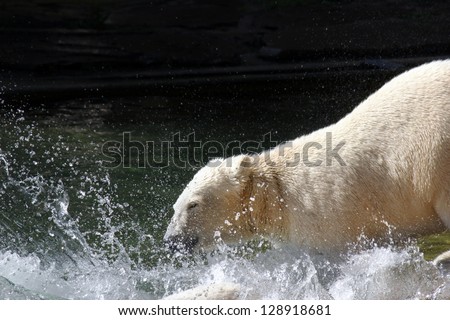A Polar Bear play in the Water