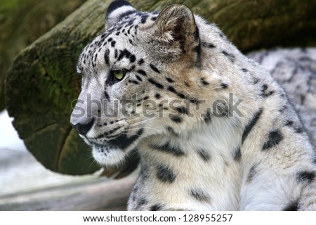 snow leopard lying on a stone in the natural