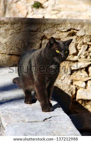 A black cat that runs on a wall
