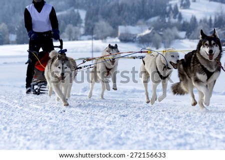 Group of sled dogs running through lonely winter landscape