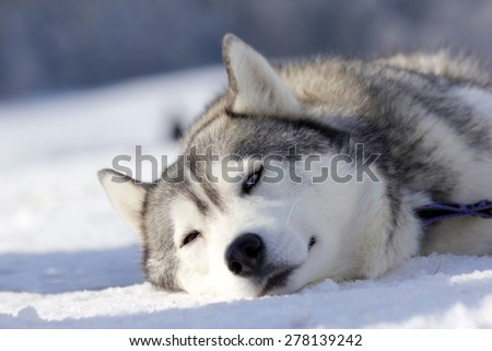 a siberian husky dog the snow is resting on the