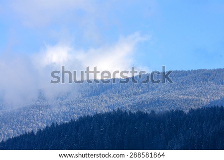 The Winter Storm. Extreme Winter Storm Conditions with High Wind and Blowing Snow in the Forest. Winter Scenery