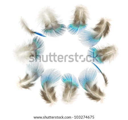 Precious and rare peacock blue feather collection of different angle,Isolated on the white background