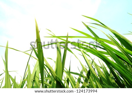 green grass,development environmental protection concept