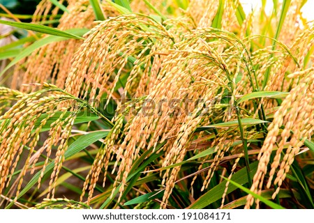 Mature harvest of golden rice