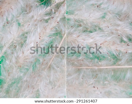 Full Frame seed of a horse\'s tail grass background