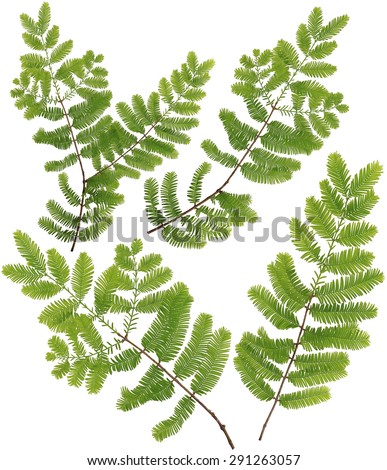 Original size Full Frame of the collected Dawn Redwood leaves twig of macro isolated on white background (Taxodiaceae) Ã?Â¯Ã?Â¼?Metasequoia glyptostroboides Hu & W. C. ChengÃ?Â¯Ã?Â¼?