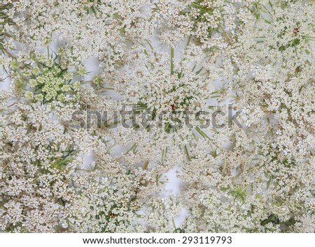 Queen Anne\'s Lace wildflower on white background