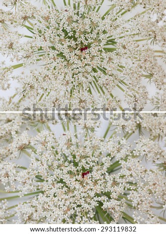 Original size Full Frame of the collected Queen Anne\'s Lace wildflower on white background