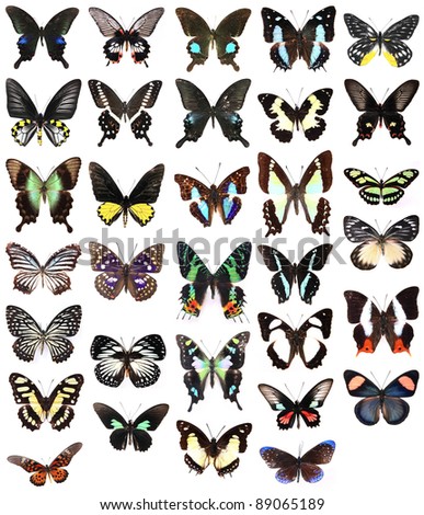 Many butterflies isolated on a white background