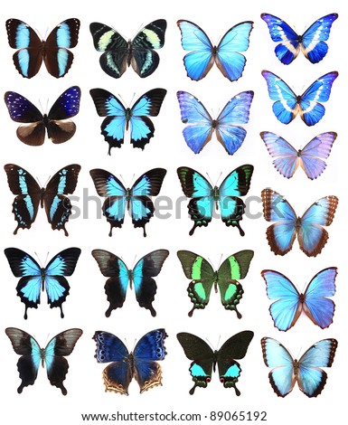 Many blue butterflies isolated on a white background