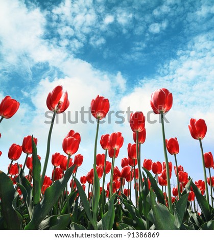stock photo Showy spring blooming dutch red tulips