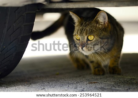 Domestic cat - under the car