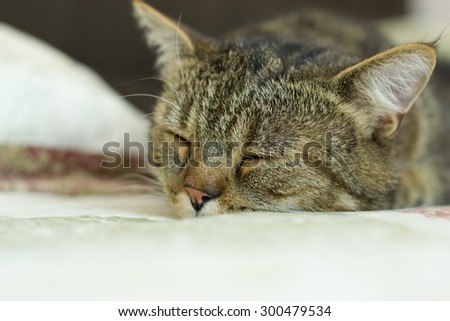 Sleeping cat - at home