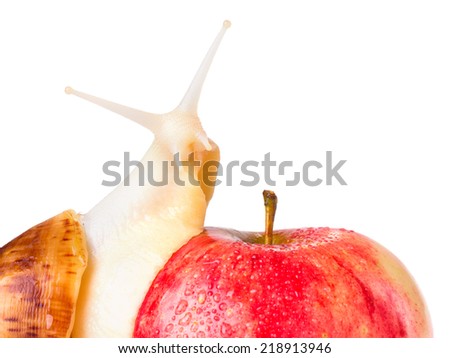 big snail and red apple on white background