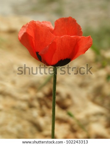 Red Cretan Poppy (Common Poppy)
