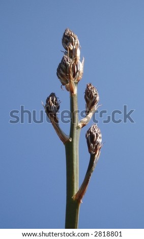 Asphodelus budding plant stem
