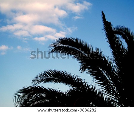 Palm tree leaves silhouette with blue sky