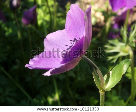 Side view of purple Crown Anemone flower