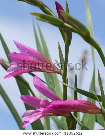 Wild Gladiolus
