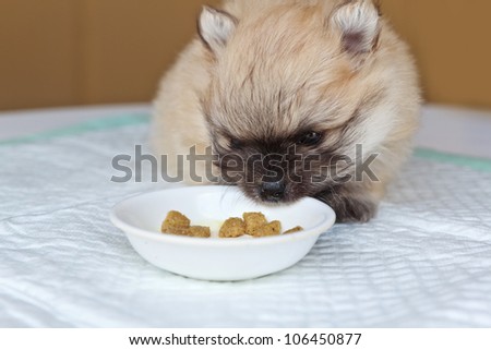 Little fluffy pomeranian puppy eating