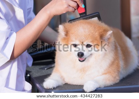 Pomeranian after shower with brush grooming, dog healthy concept.