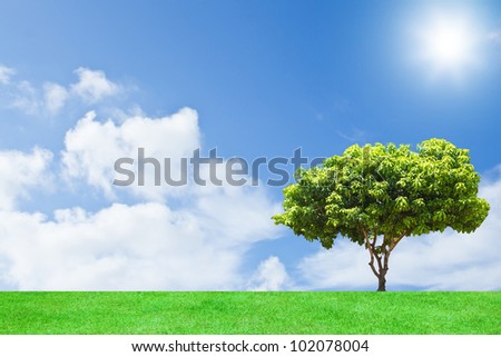 Mango tree with background