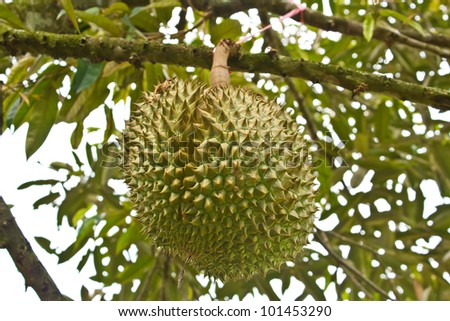 Fresh durians, the king of fruit on the tree, and good taste.