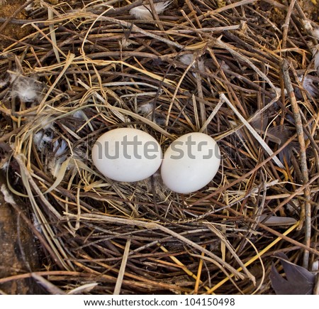 Two pigeon eggs in the nest