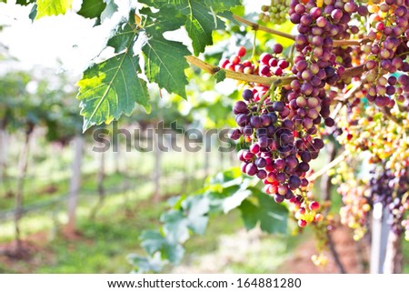 Branches with ripe red grapes