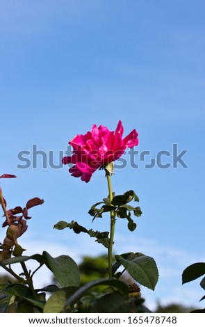 Pink Rose and blue sky.