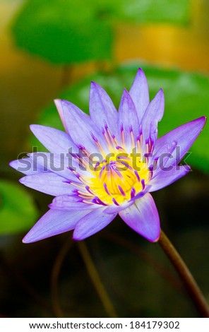 purple lotus,purple waterlily