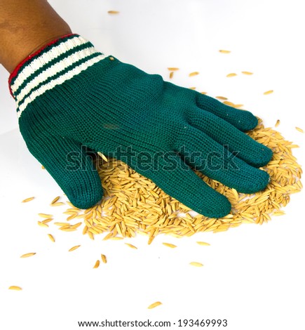 farmers wear gloves and rice grain