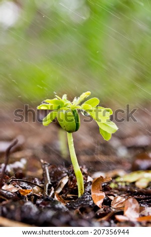 A young green plant with water on it growing out of brown soil.