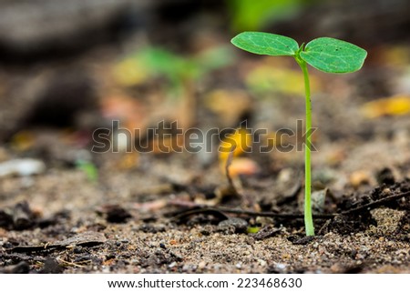 young plant growing on soil