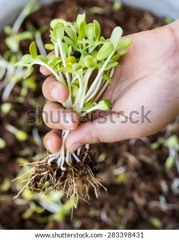 Hand pulling seedlings of plants.\The seedlings of the plant to eat.