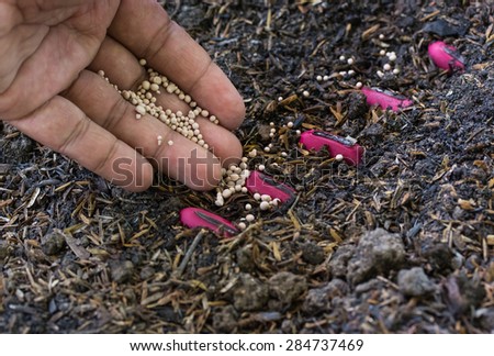 Fertilizer, Soil, Male hand giving plant fertilizer on ground