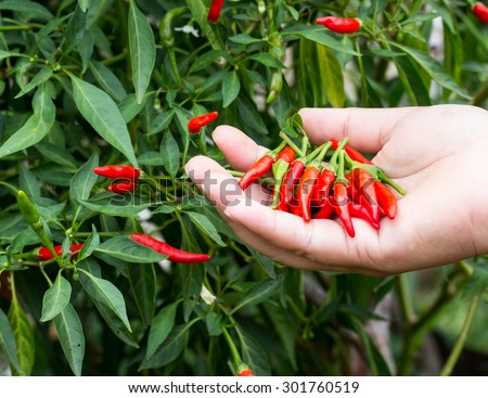 Summer vegetable garden. Gardener harvesting hot peppers.