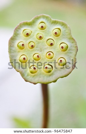 Lotus Seed