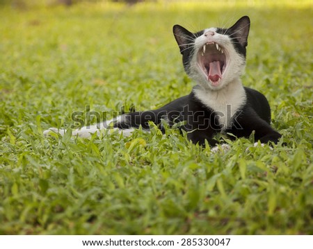 A little cat ( black kitten ) is yawn and feel sleepy at yard