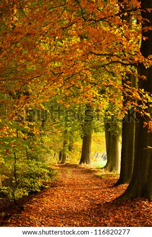 Forest with vibrant autumn colors in The Netherlands