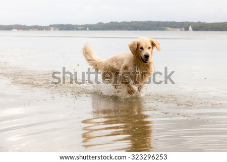 Golden Retriever enjoying the outdoors and swimming in a lake