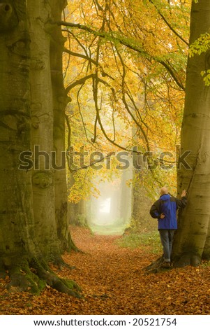 Lots of mist in a dutch forest with man standing near tree