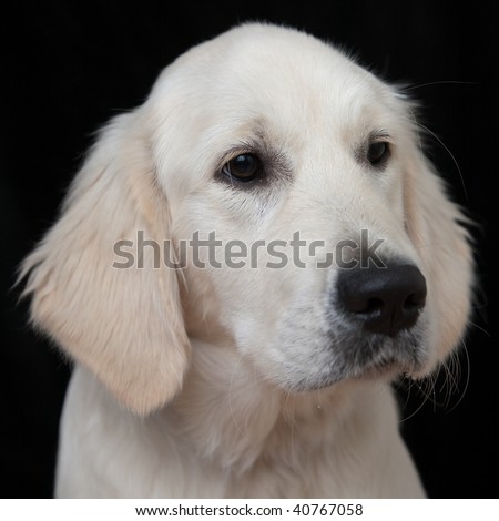 cute golden retriever puppy pictures. of Cute Golden Retriever