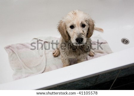 Dirty Golden Retriever Puppy in Bathtub