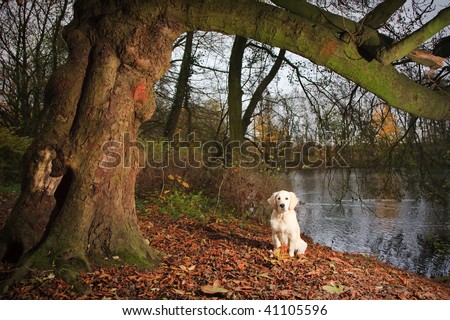 golden retriever puppy running. stock photo : Golden Retriever